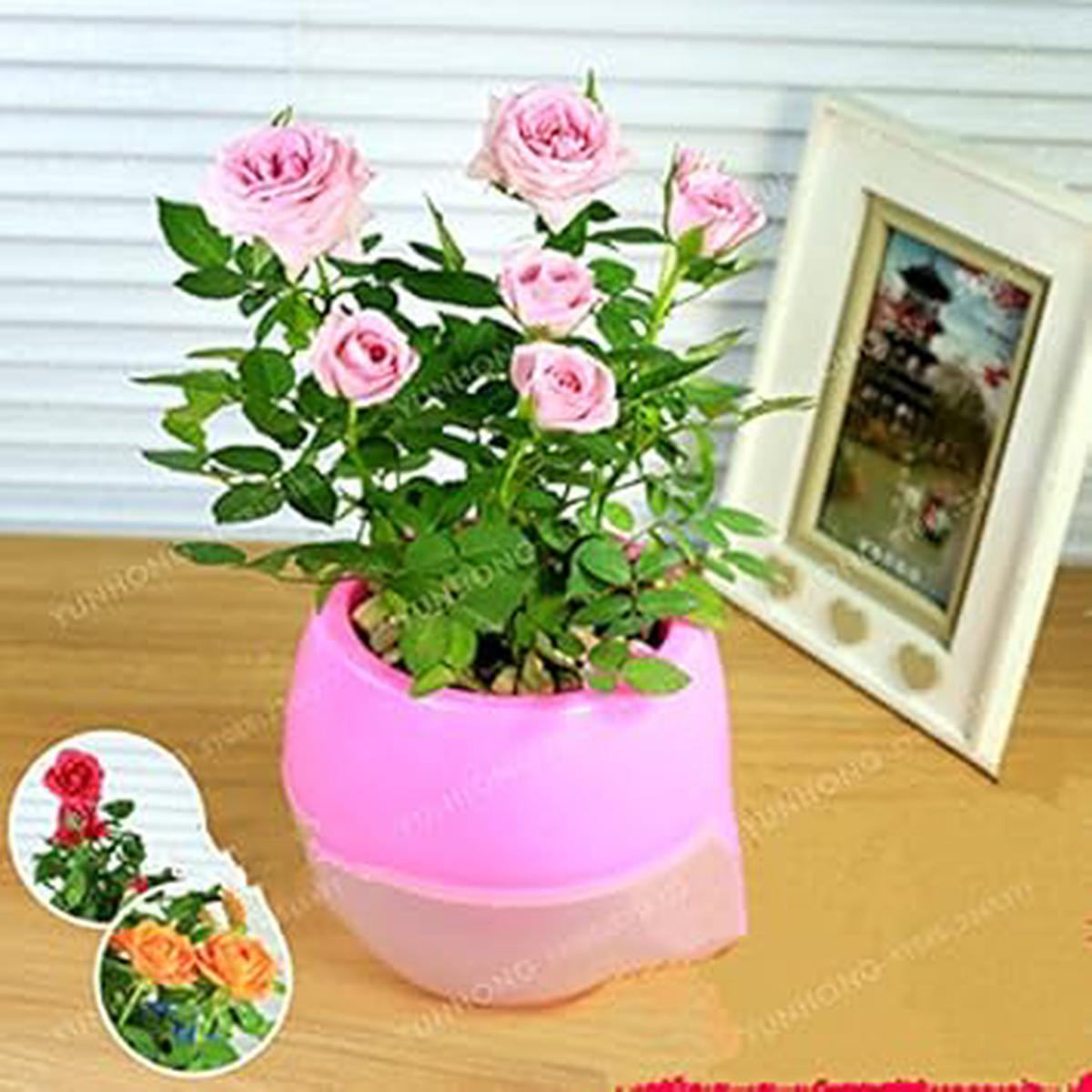 Pink Rose Flower – Heirloom, Non – Gmo Seeds