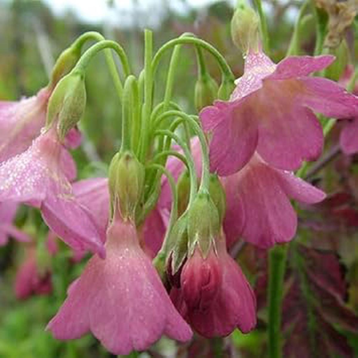 Primula Waltonii Seeds for Planting  Organic, Heirloom, Non-GMO Flower Seeds