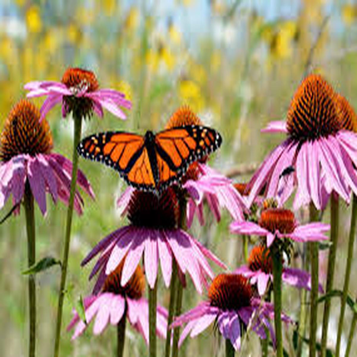 Purple Coneflower Seeds for Planting  Heirloom, Non-GMO, Easy to Grow, Perennial