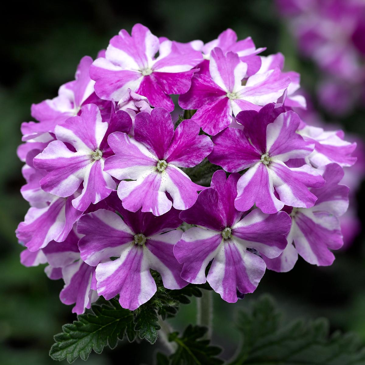 Purple & White Geranium Flower Seeds , Stunning Bi-Color Blooms, Non-GMO