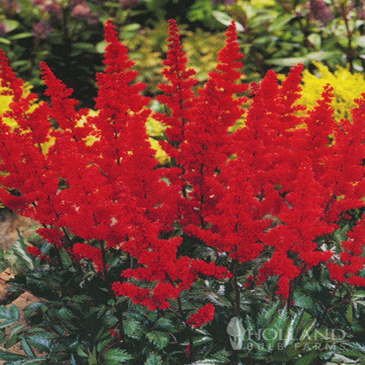 Red Astilbe Flower Seeds for Planting Heirloom, Non-GMO, High Germination Organic Garden Seeds