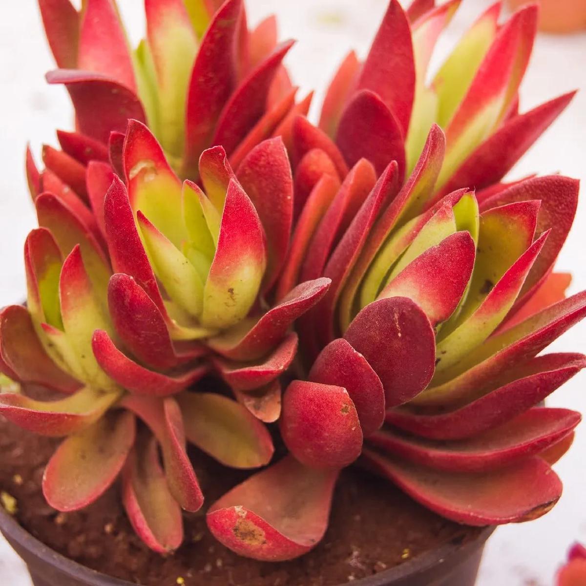 Red Pagoda Flower Seeds for Planting  Heirloom Non-GMO Organic Garden Seeds, High Germination