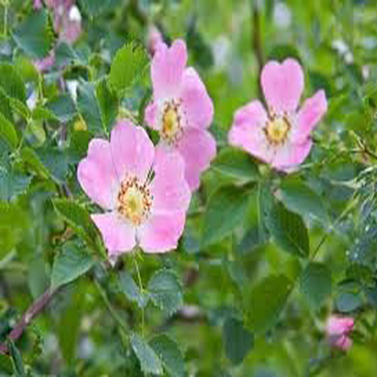 Rosa Canina Flower Seeds for Planting Heirloom Non-GMO, High Germination Organic Garden Seeds (100 pcs)