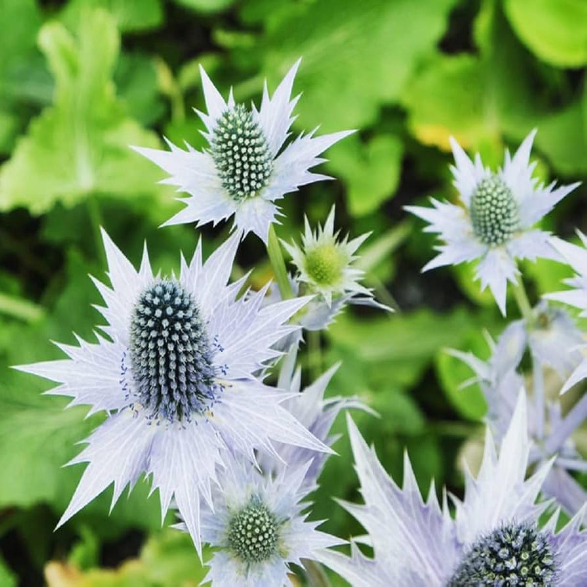 Silver Holly Flower Seeds for Planting Heirloom, Non-GMO, Organic Garden Seeds