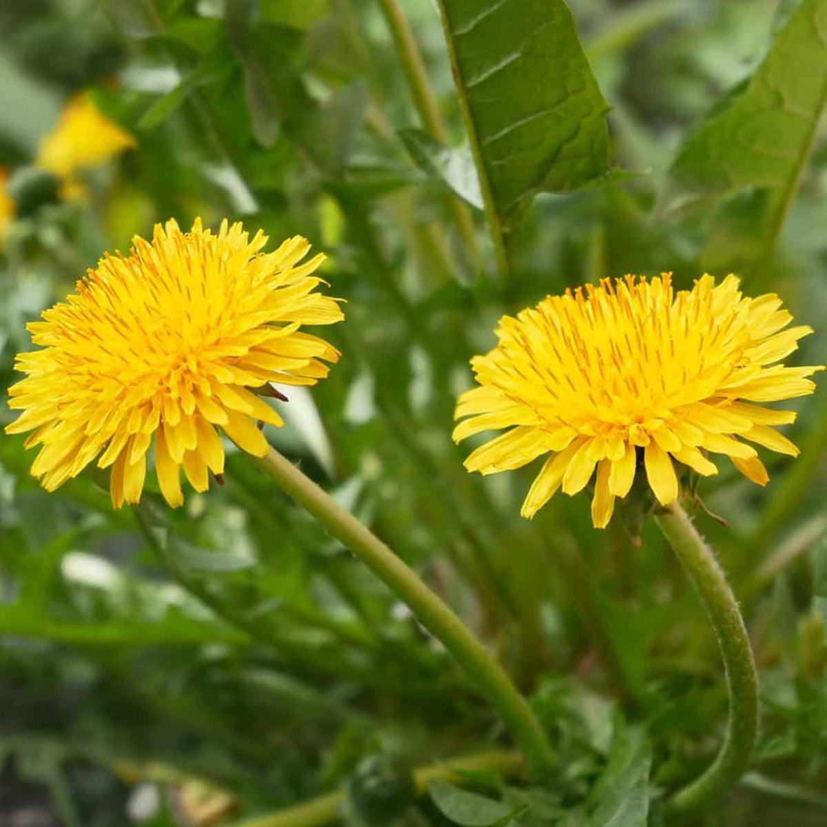 Taraxacum Flower seeds for Planting Cottage Garden Essential Heirloom & GMO Free Seeds for Home Garden Sale
