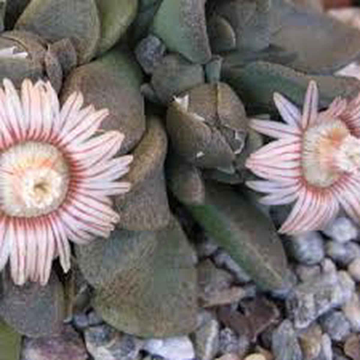 Titanopsis Fulleri Flower Seeds for Planting Heirloom, Non-GMO, High Germination Organic Garden Seeds