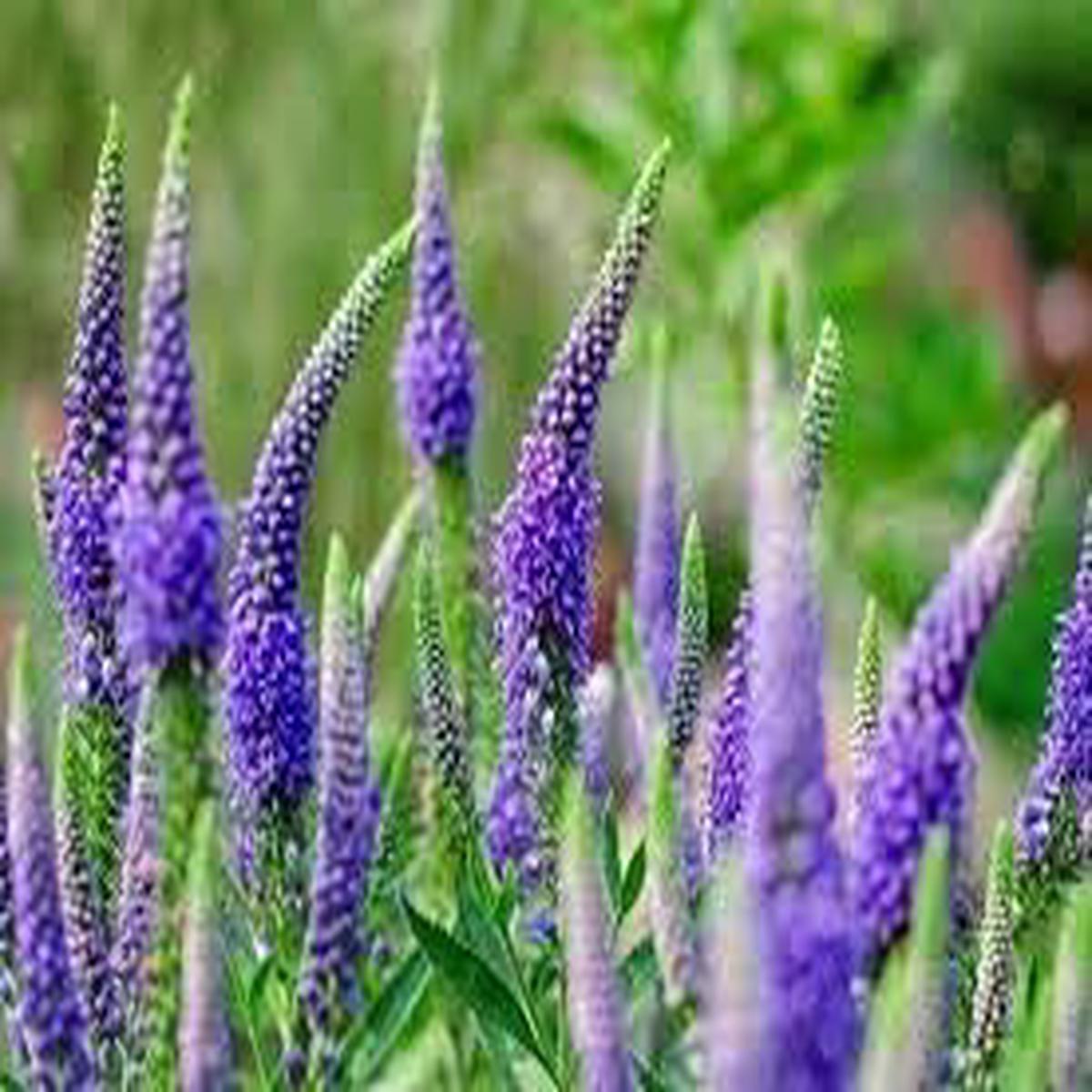 Veronica Flower seeds for Planting Pollinator Friendly Heirloom & GMO Free Seeds for Home Garden Sale