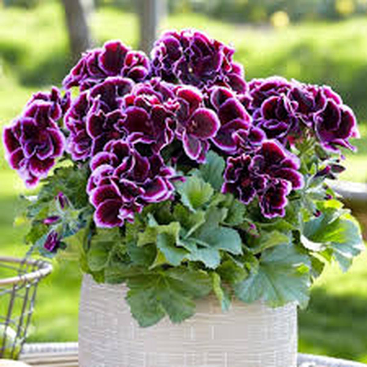 Violet Brown Geranium Flower Seeds for Planting Premium Quality Heirloom & GMO Free Seeds for Home Garden Sale