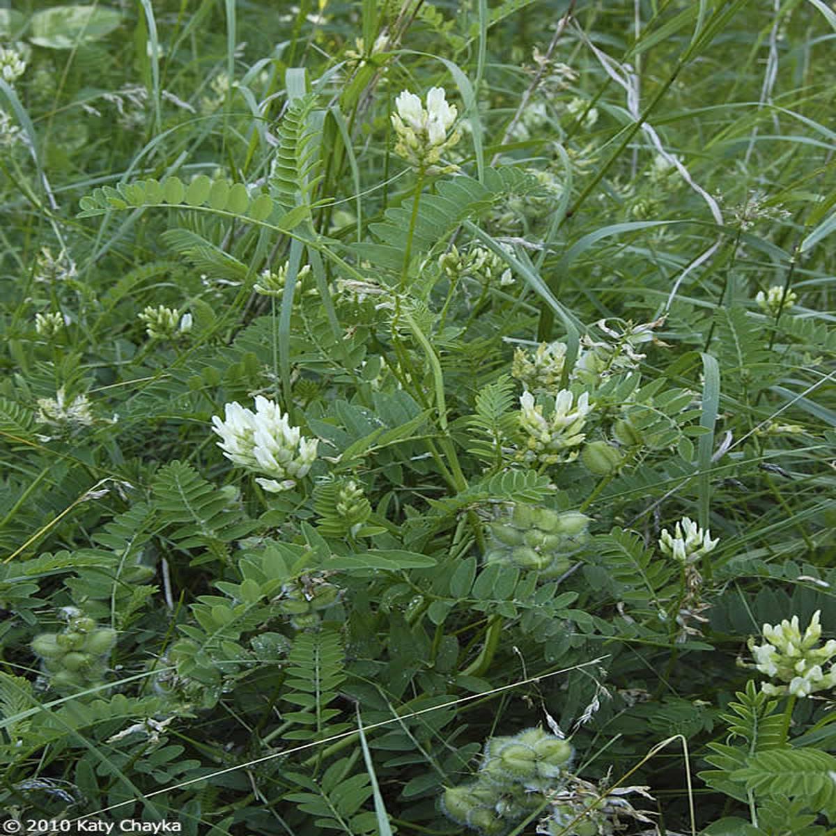 White Astragalus Flower Seeds  Simple Planting for Thriving Blooms
