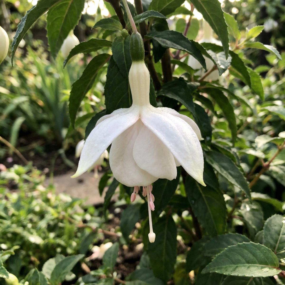 White Fuchsia Flower Seeds for Planting – Gorgeous Annual Blooms