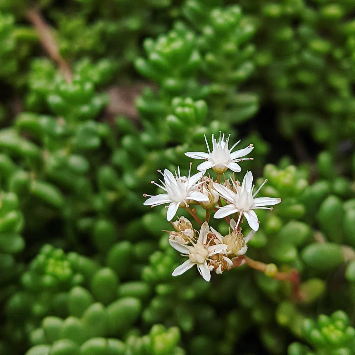 White Sedum Acre Flower seeds for Planting Low Maintenance Heirloom & GMO Free Seeds for Home Garden Sale