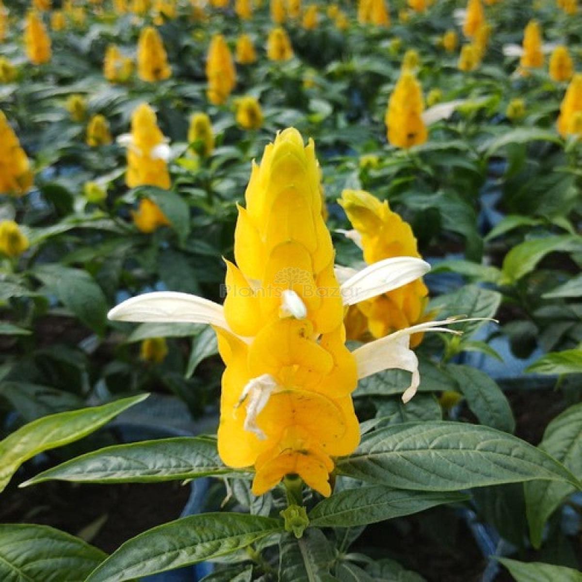 Yellow Crossandra Flower Seeds for Planting  Heirloom, Non-GMO, High Germination Organic Garden Seeds