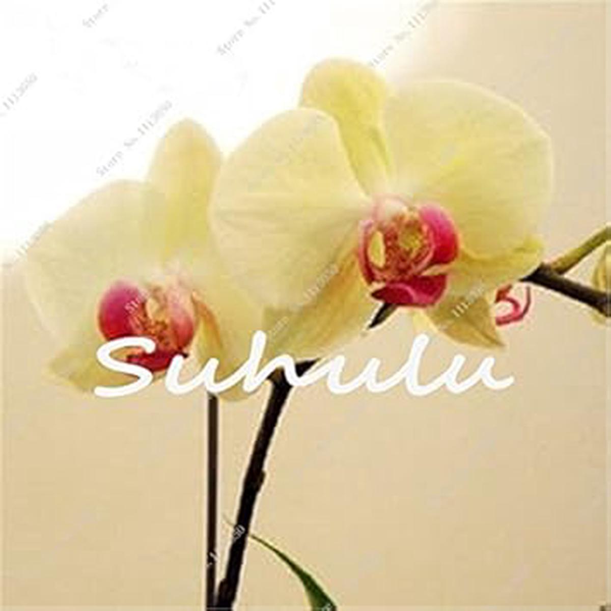 Yellow Phalaenopsis Orchid Flower seeds for Planting – Sun Loving, Heirloom & GMO Free Seeds for Home Garden