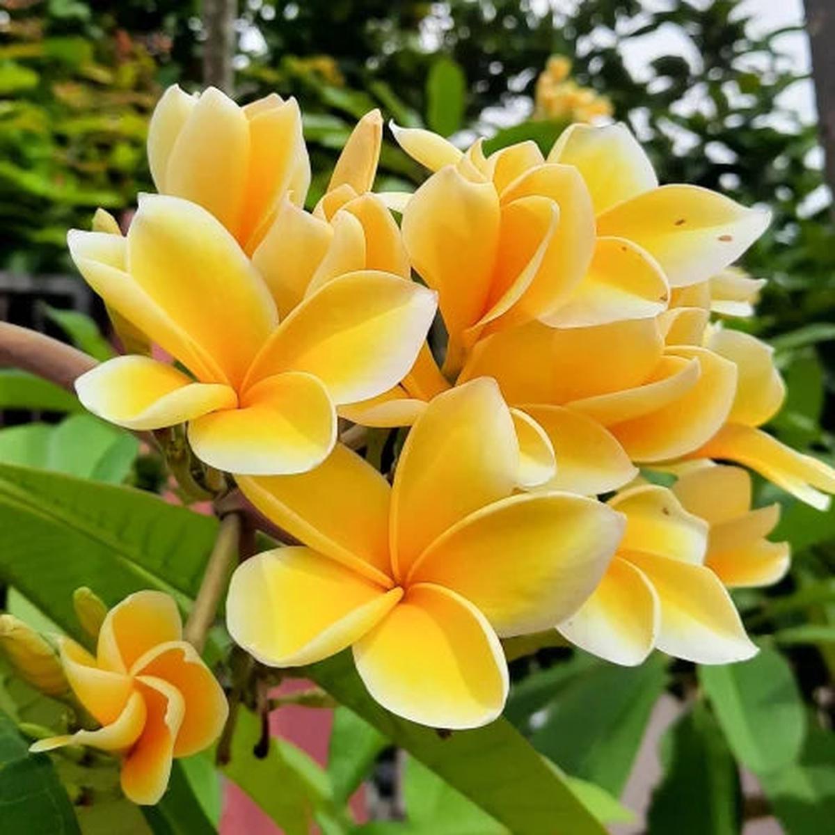 Yellow White Egg Flower seeds for Planting Pollinator Friendly Heirloom & GMO Free Seeds for Home Garden   Sale