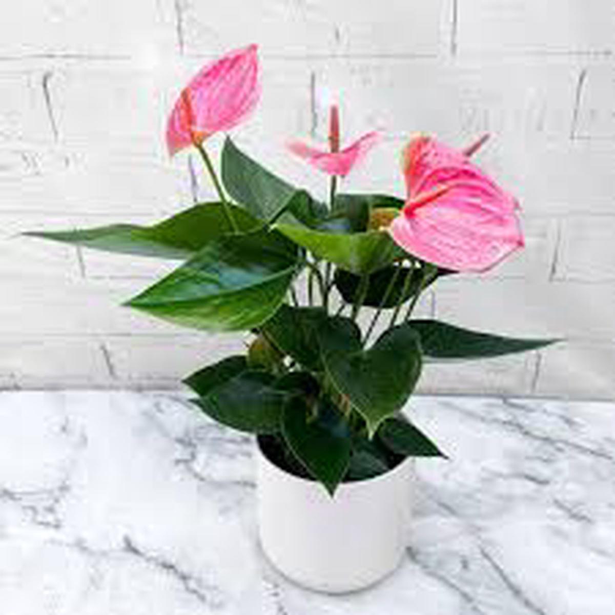 Anthurium Pale Pink Flower Seeds for Planting  Heirloom, Non-GMO, High Germination Organic Garden Seeds, Compact Growth Variety