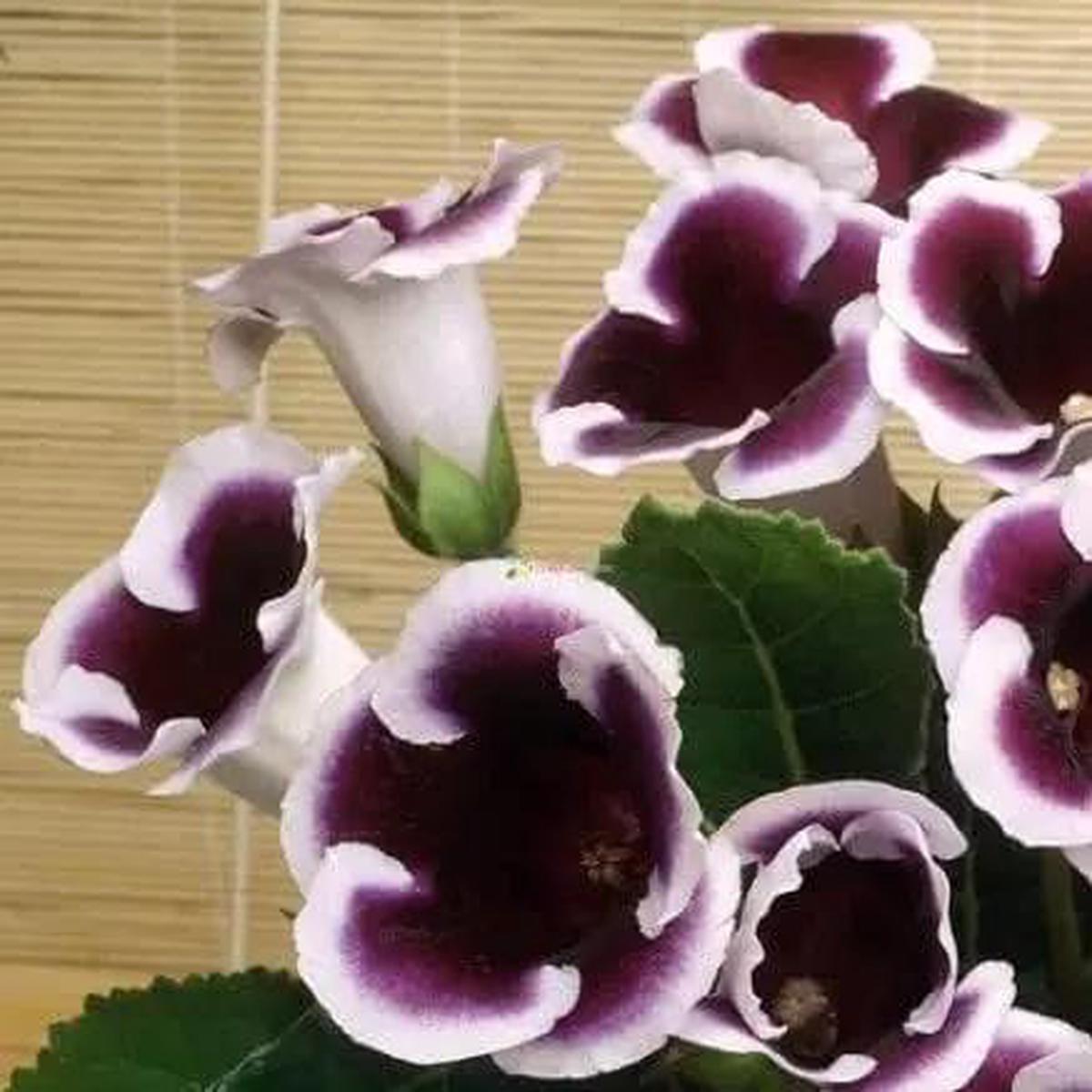 Black White Gloxinia Flower Seeds for Garden – NON GMO Seeds
