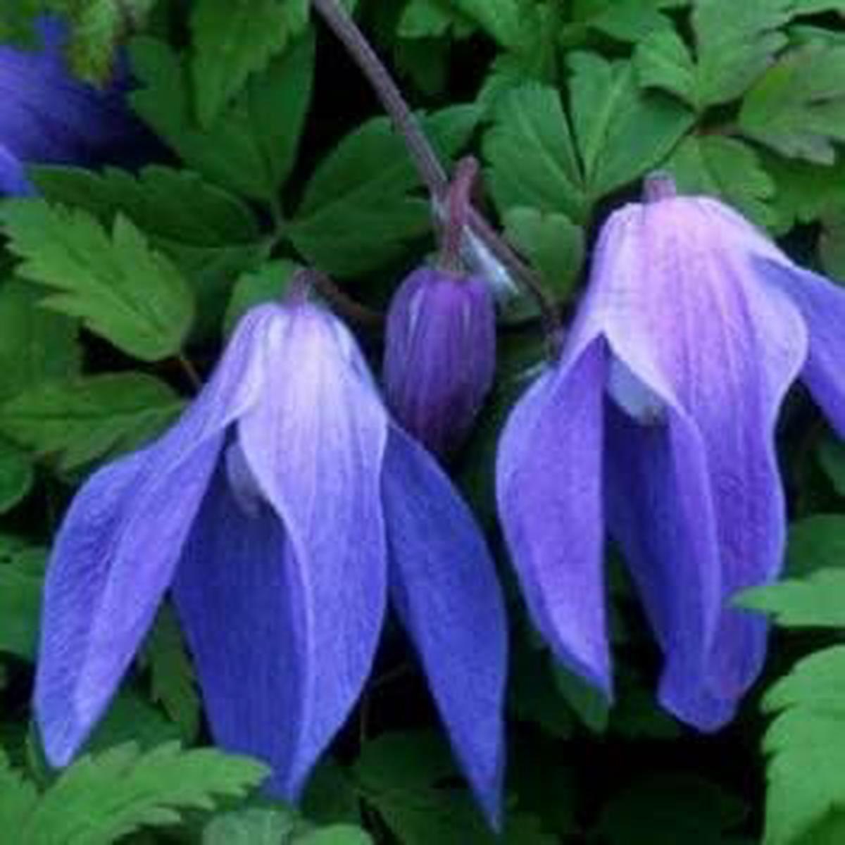 Blue Clematis Flower Seeds for Planting  Heirloom, Non-GMO, High Germination Vibrant Climbing Vine Seeds