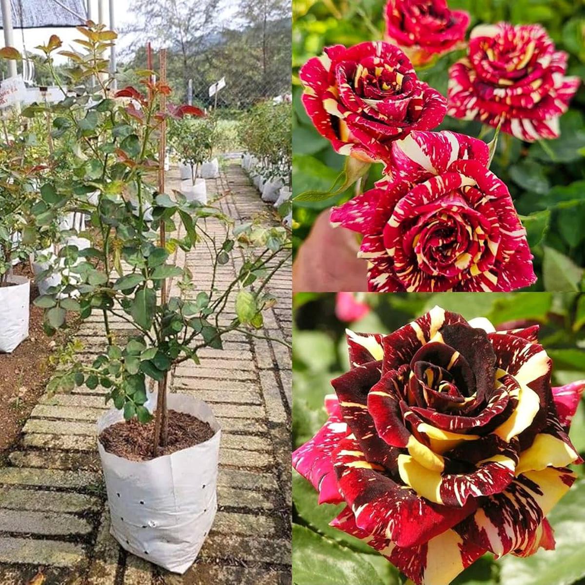 Brown Rainbow Potted Rose Flower Seeds for Planting Pollinator Friendly Heirloom & GMO Free Seeds for Home Garden Sale