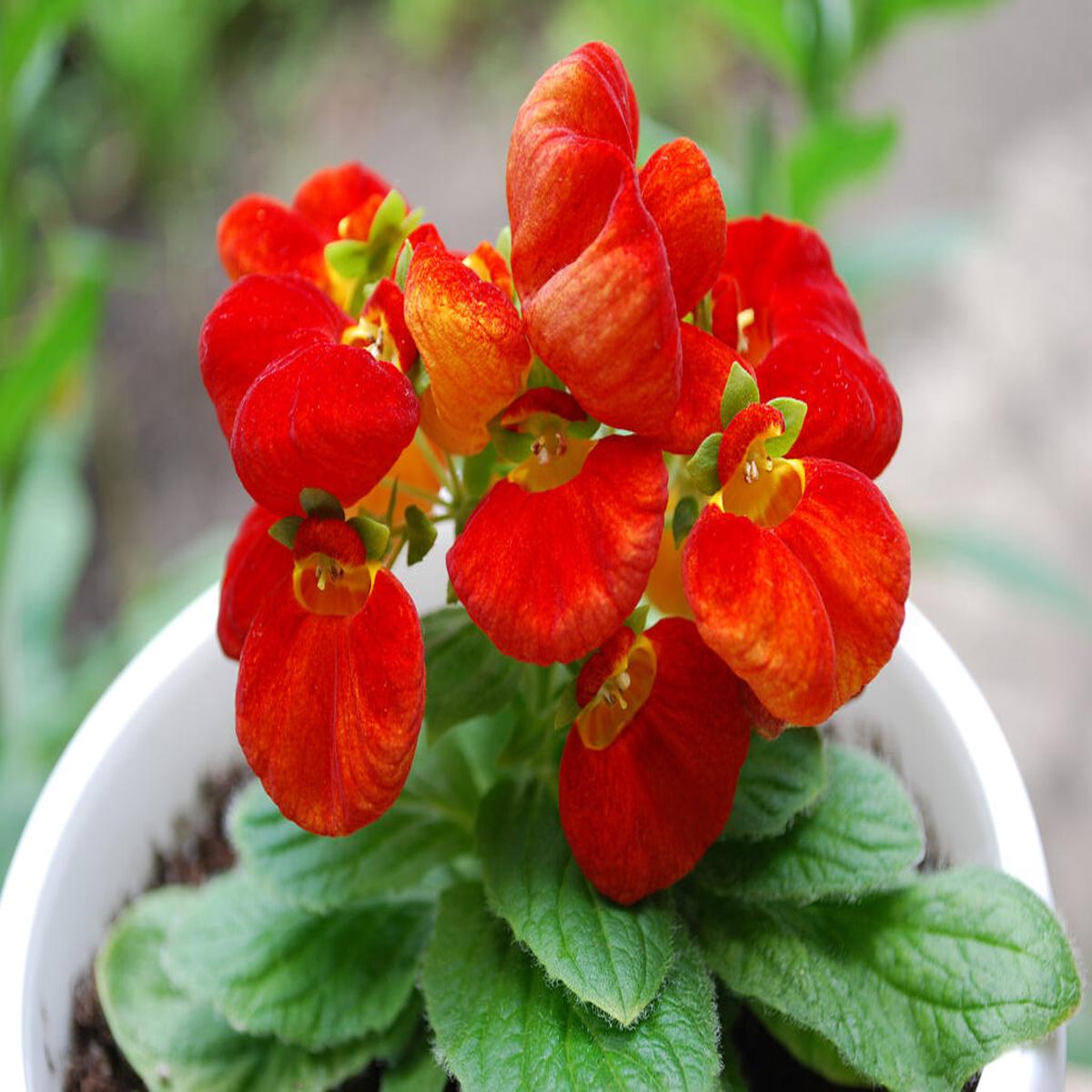 Calceolaria Flower Seeds for Planting Red Hardy Variety, Heirloom, Non-GMO, High Germination Organic Garden Seeds