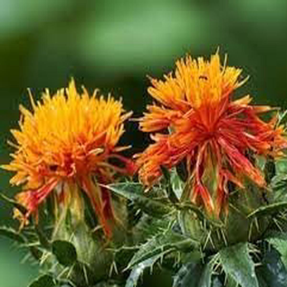 Carthamus Flower Seeds for Planting – 100 pcs