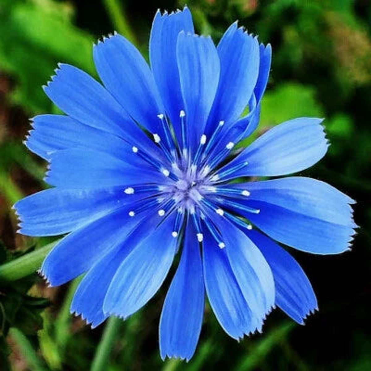 Chicory Seeds for Planting Non-GMO , Non-GMO Free Ship  Heirloom, Drought-Tolerant, Perennial