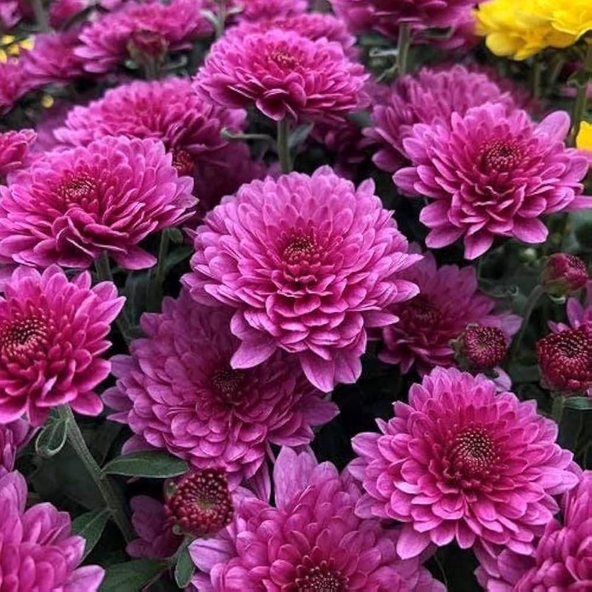 Chrysanthemum Chrysanthemum spp. Seeds for Planting – Ideal for Flower Bed & Urban Garden