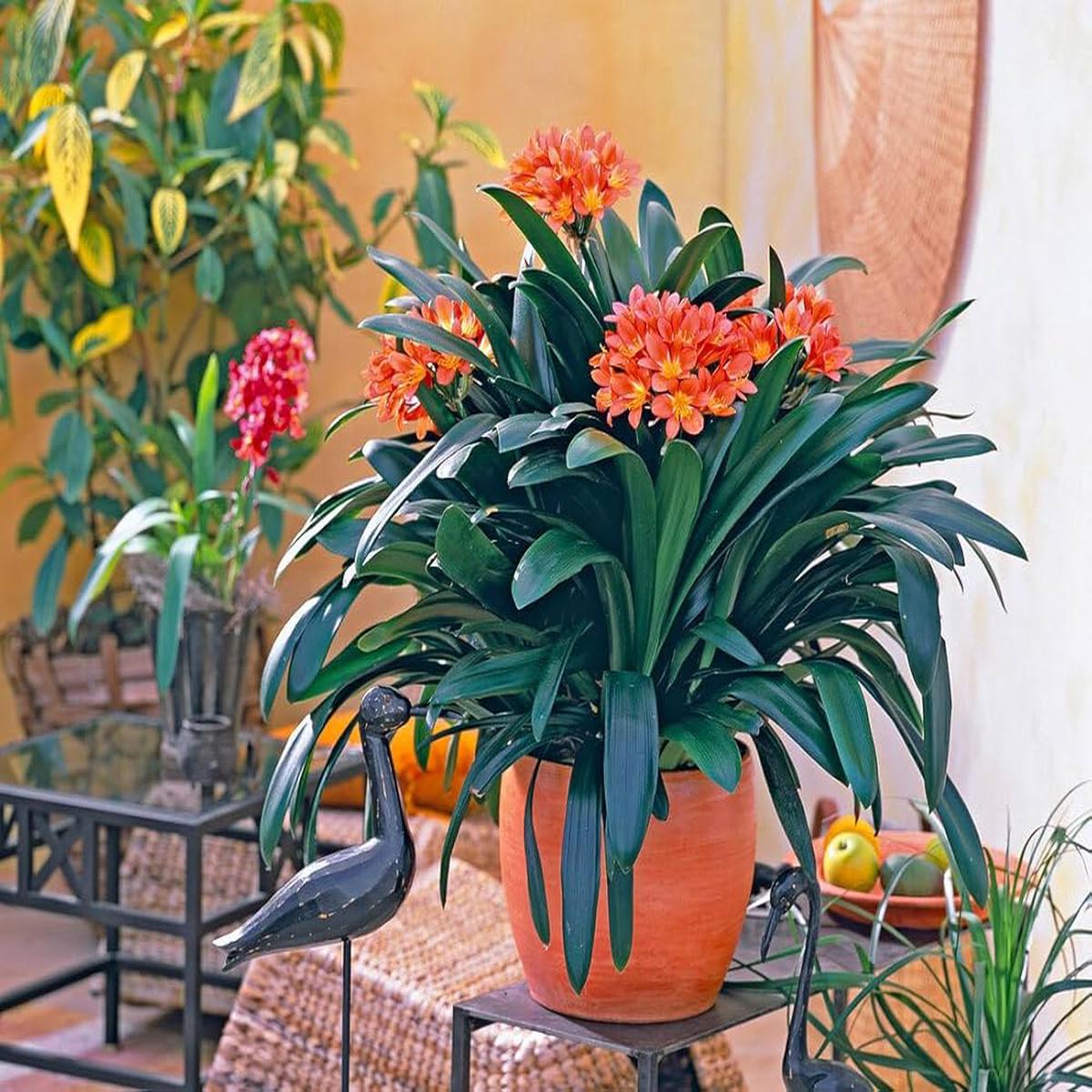 Clivia Seeds for Planting Clivia Miniata indoor garden shady flower bed