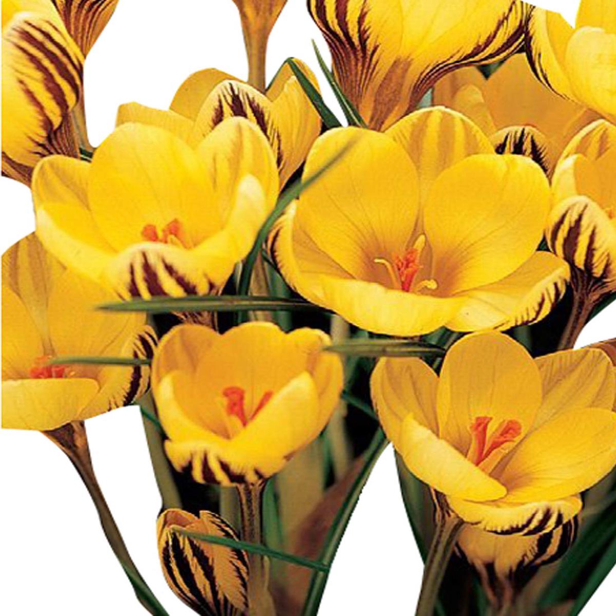 Crocus Sativus Yellow Flower Seeds for Planting Heirloom, Non-GMO, High Germination Organic Garden Seeds