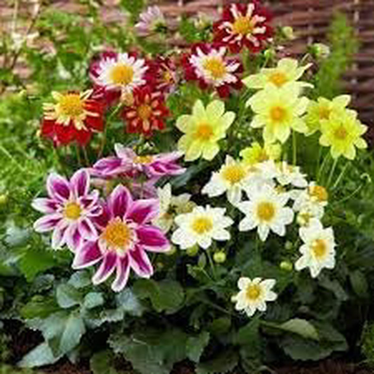 Dahlia Flower Seeds Heirloom Non GMO Planting – 100
