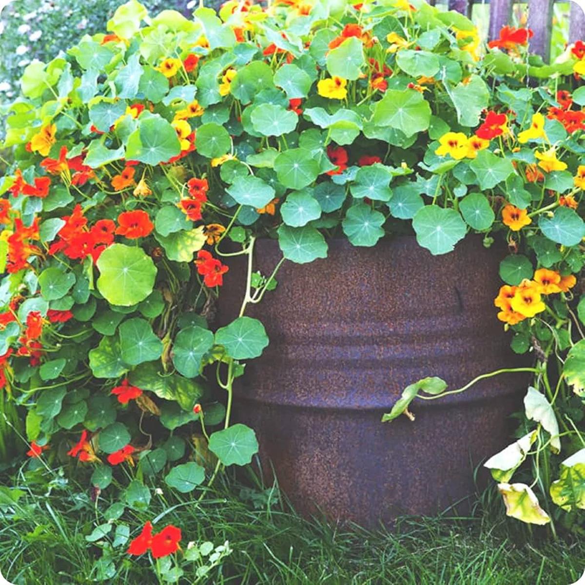 Dark Red Nasturtium Flower Seeds ( , Easy to Grow)