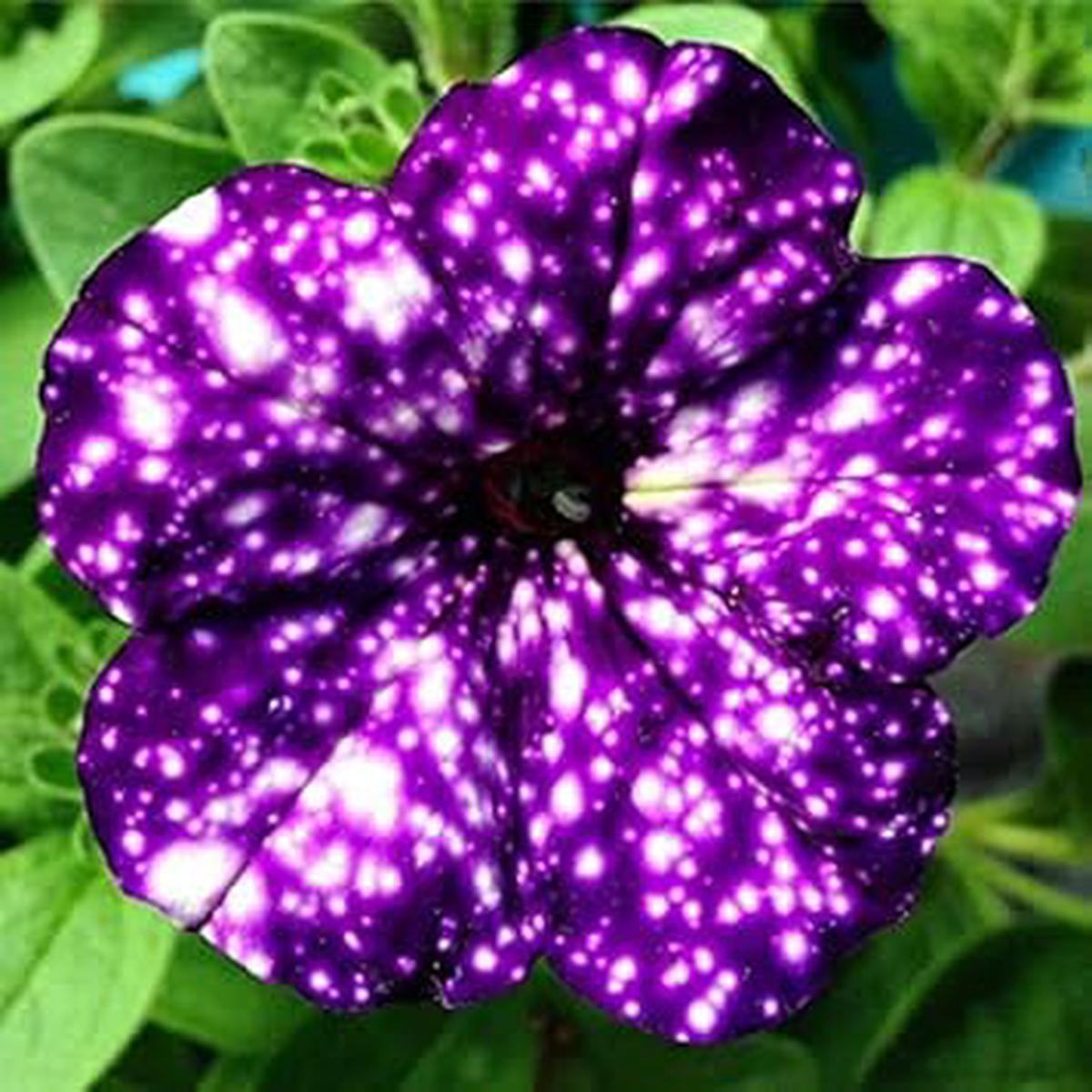 Dark Violet Starry Petunia Flower Seeds  Heirloom, Non-GMO, High Germination Organic Garden Seeds for Planting