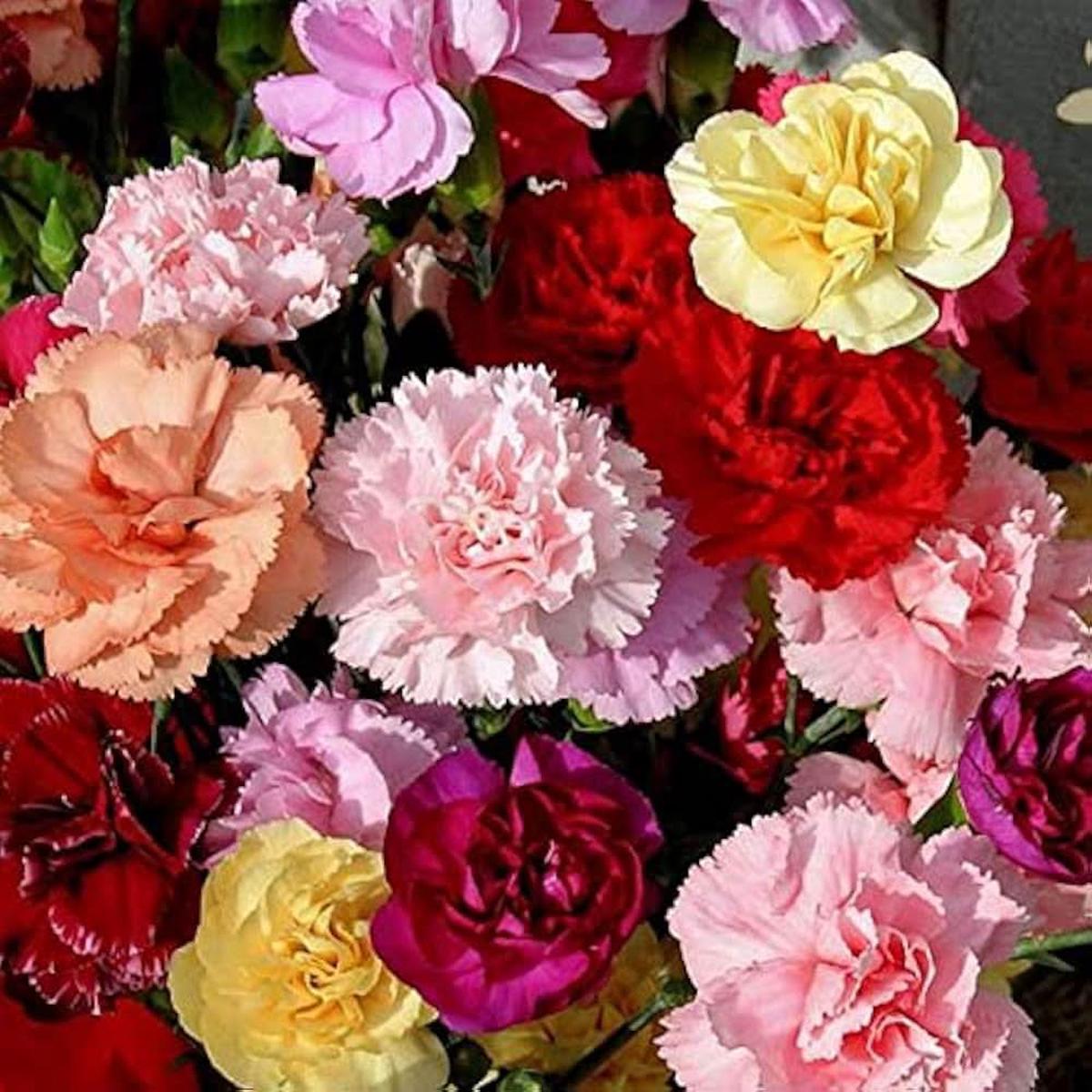 Dianthus Caryophyllus Rare Carnation Flowering Seeds For Planting