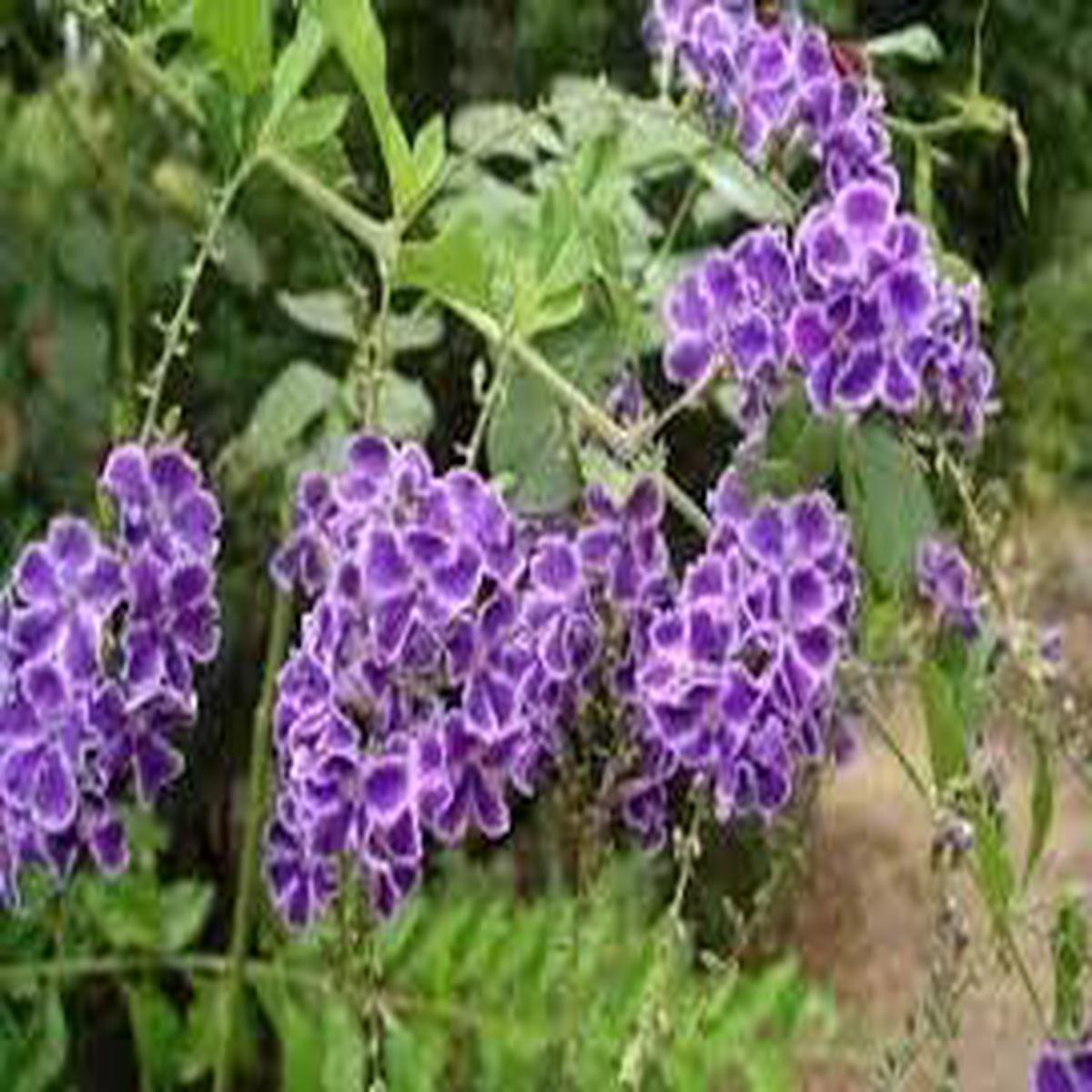 Duranta Erecta Flower Seeds  Heirloom Non-GMO Seeds for Ornamental and Hedge Garden Planting