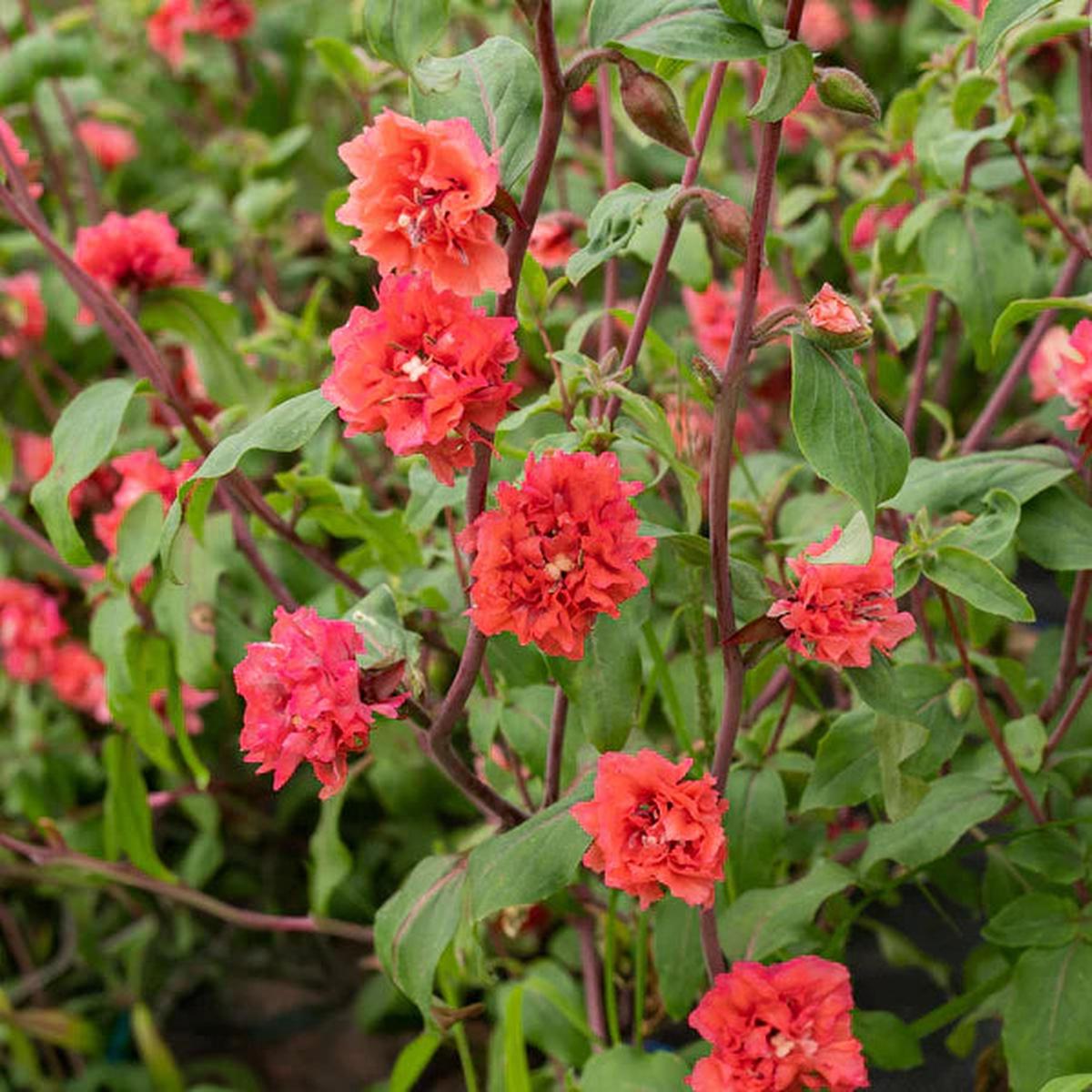 Elegant Clarkia Flower seeds for Planting – Wildflower Mix, Heirloom & GMO Free Seeds for Home Garden