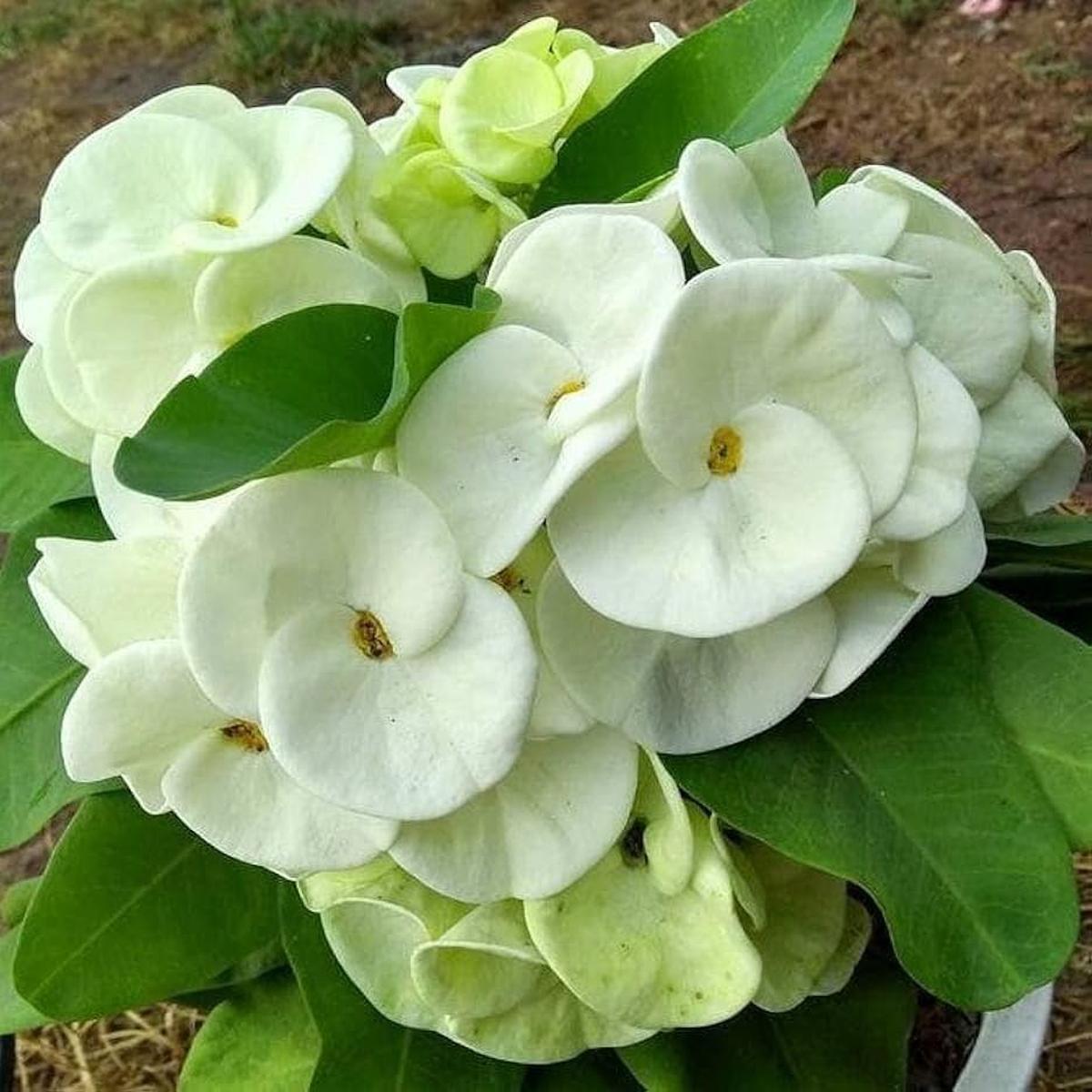 Euphorbia Milii Seeds  Crown of Thorns Flower for Garden