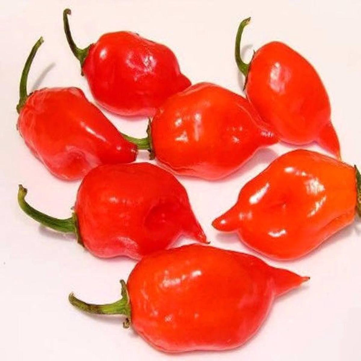 Fatalii Red Chili Seeds (Capsicum Chinense) Pieces, Very Hot , SHU