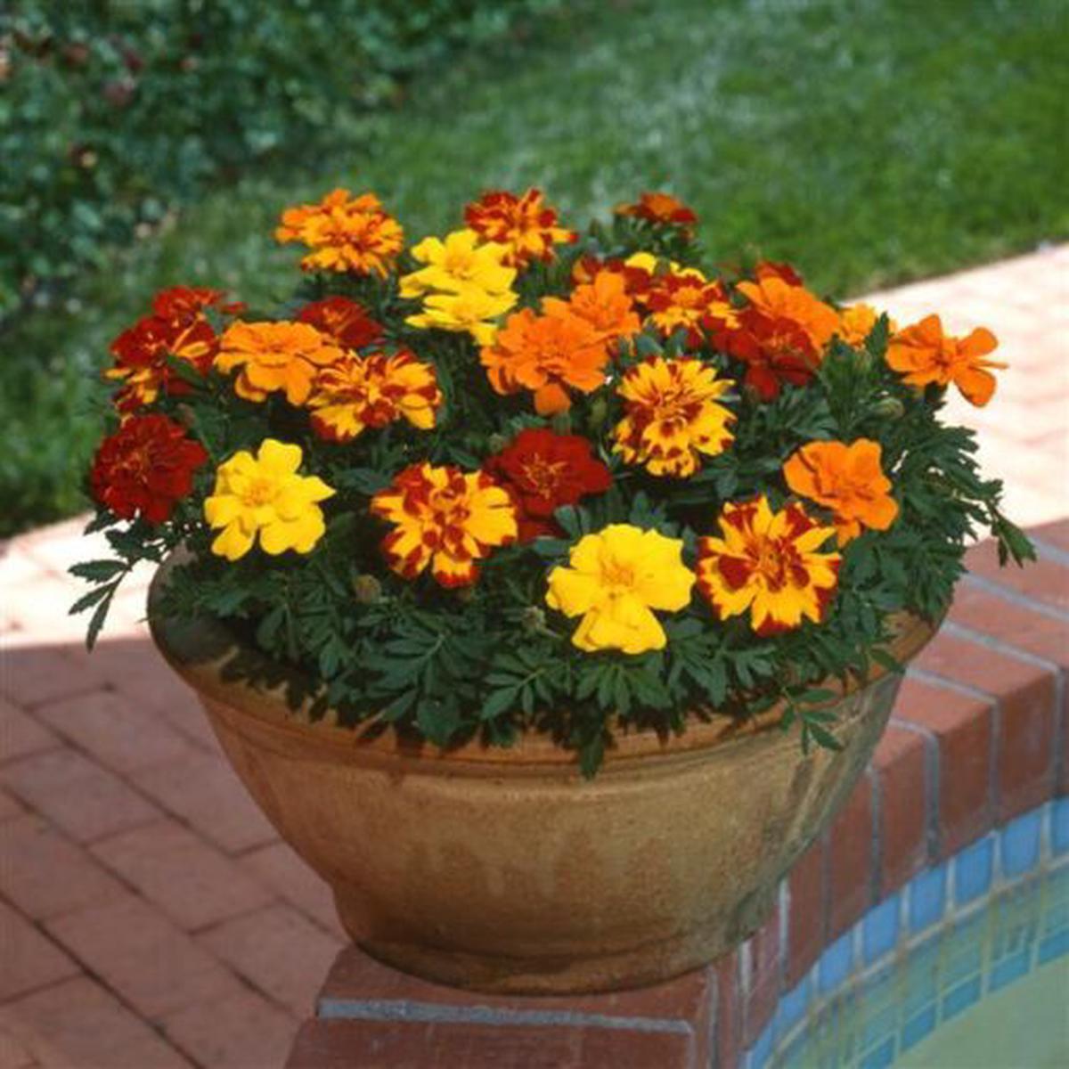 French Marigold Durango Imported  Heirloom, Non-GMO, High Germination Organic Garden Seeds