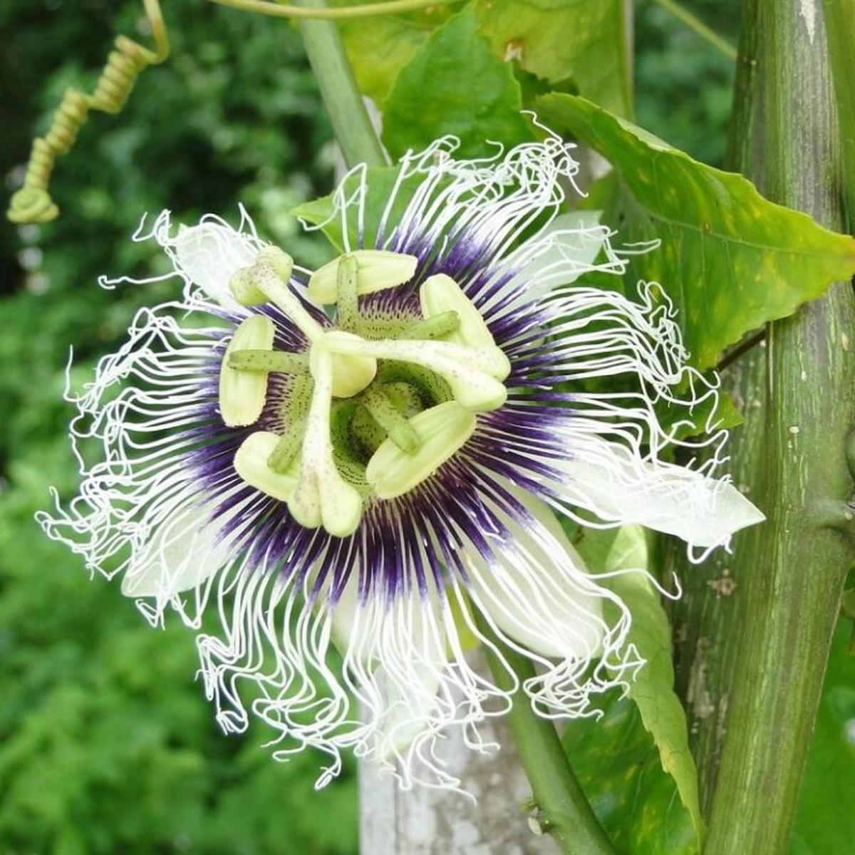 Fresh Mixed Passion Flower Seeds for Garden Planting  Heirloom, Non-GMO, High Germination Organic Garden Seeds