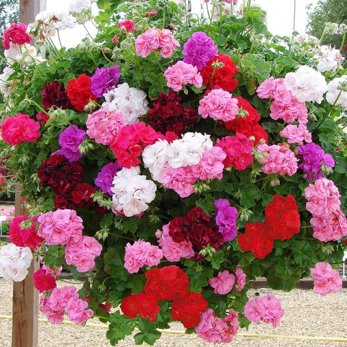 Geranium Flower Pelargonium spp. Seeds for Planting for Flower Bed and Urban Garden