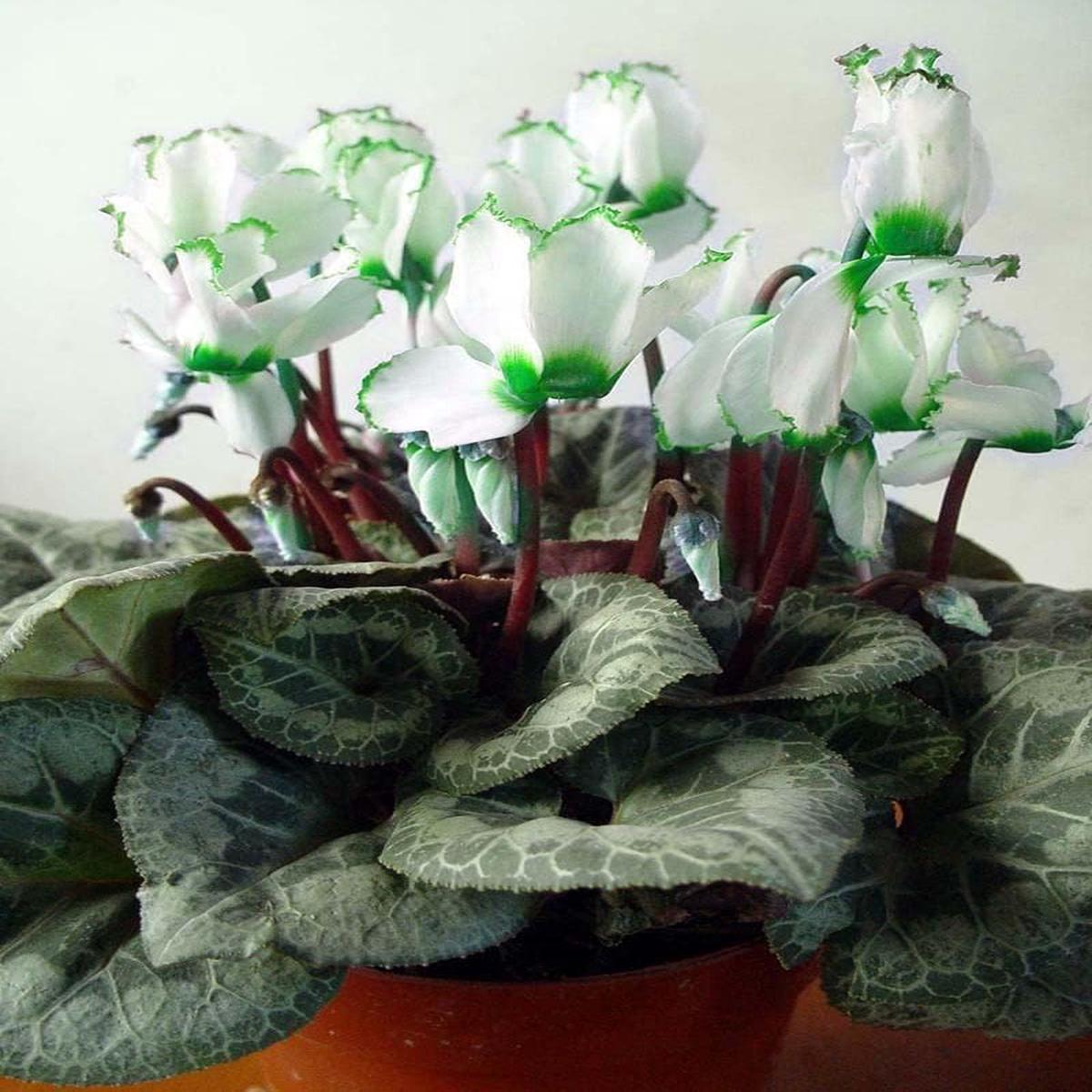 Green White Cyclamen Flower seeds for Planting – Low Maintenance, Heirloom & GMO Free Seeds for Home Garden