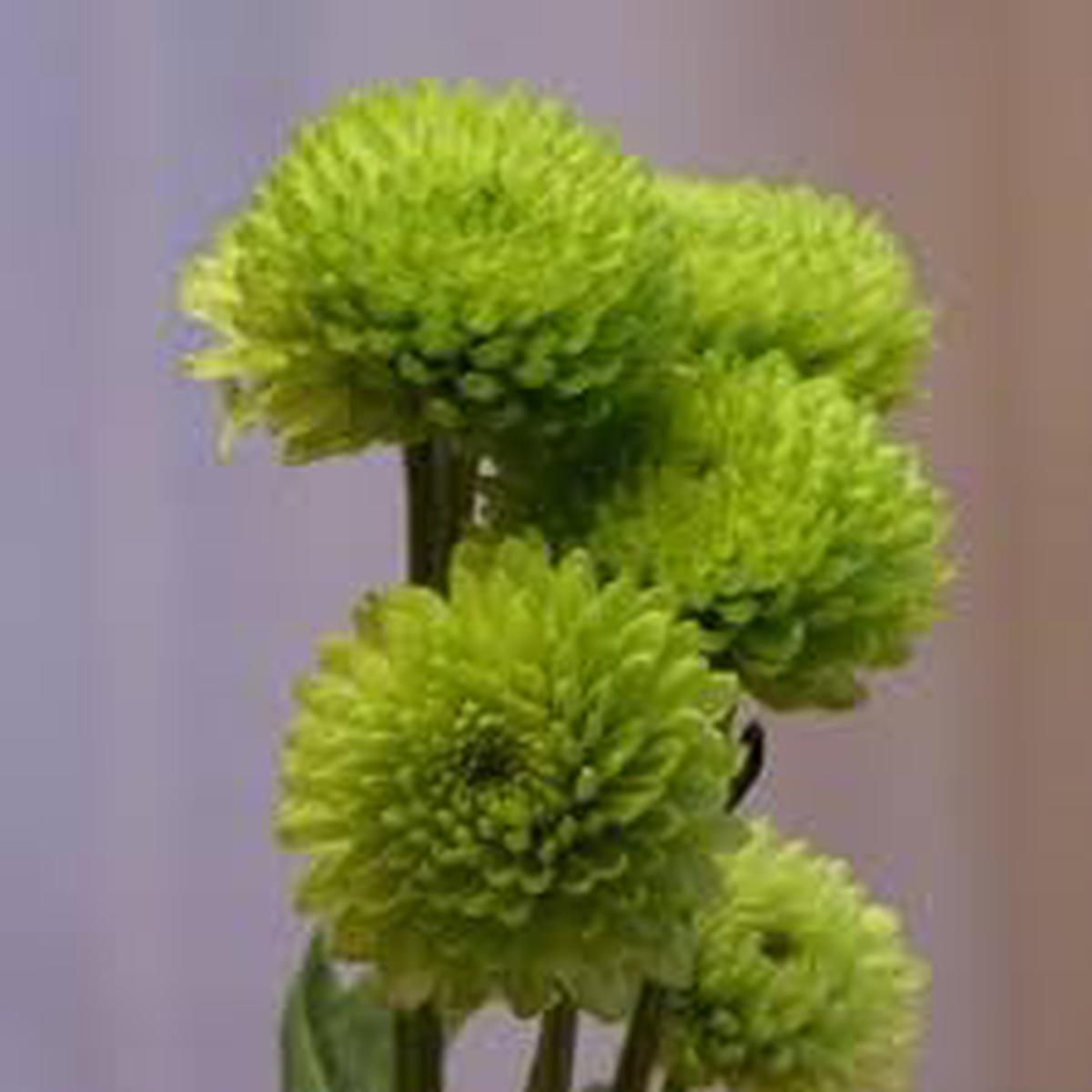 Heirloom Chrysanthemum Flower Seeds  Non-GMO, High Germination Organic Garden Seeds
