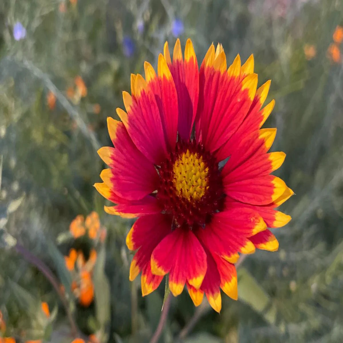 Heirloom Gaillardia Aristata Flower seeds for Planting Bright Blooms Heirloom & GMO Free Seeds for Home Garden