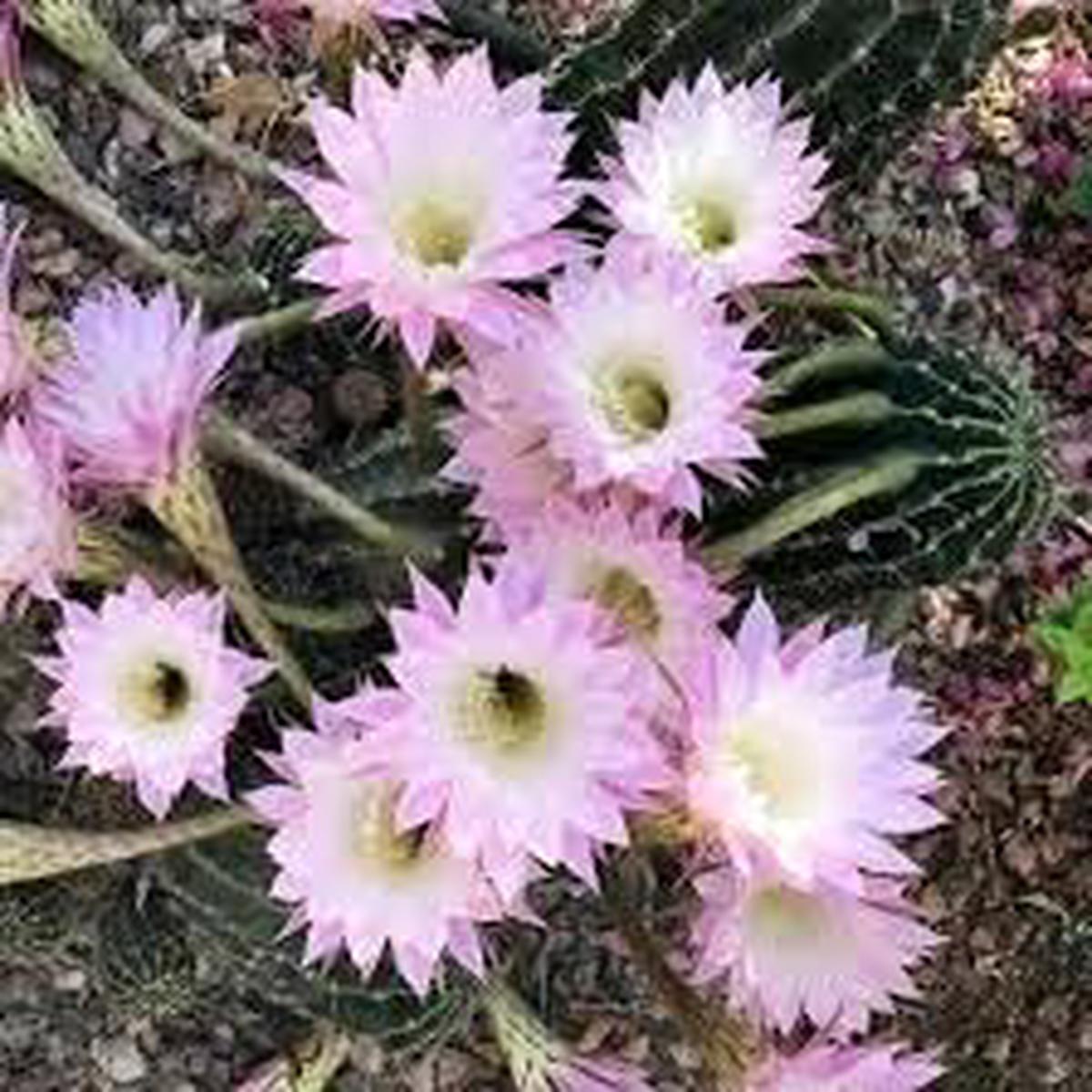 Heirloom Non-GMO Kakteen Flower Seeds  Colorful Cactus Blooms for Garden Planting