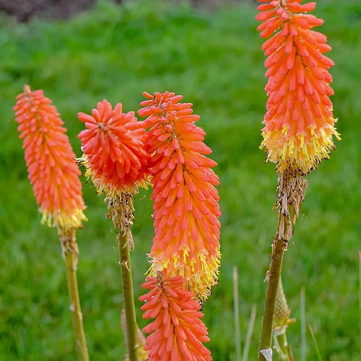 Heirloom Non-GMO Kniphofia Flower Seeds for Planting Striking Torch-Lily Blooming Seeds, High Germination