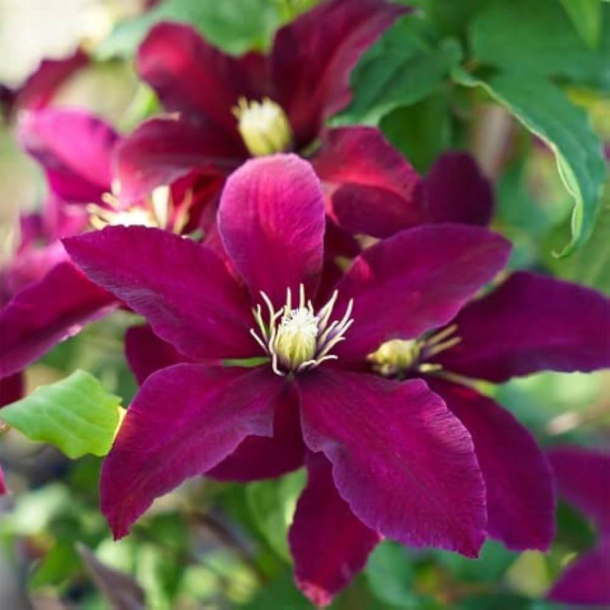 Heirloom Non-GMO Pink Clematis Flower Seeds for Garden Planting  Delicate Climbing Blooms
