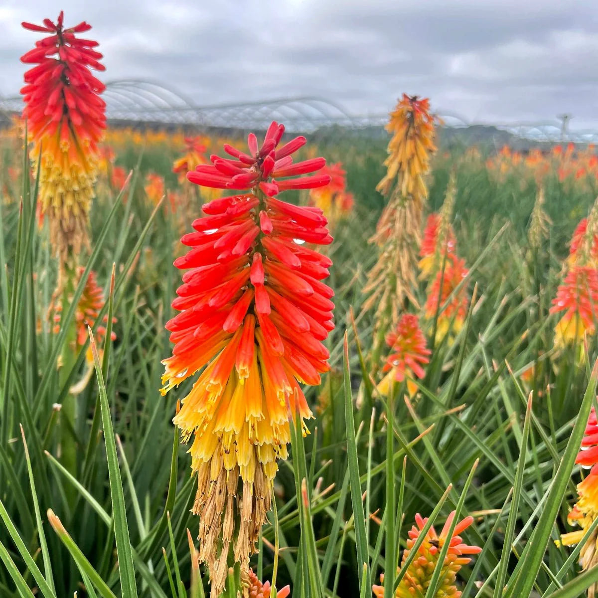 Heirloom Non-GMO Red Yellow Kniphofia Flower Seeds  Vibrant Torch-Lily Seeds for Planting