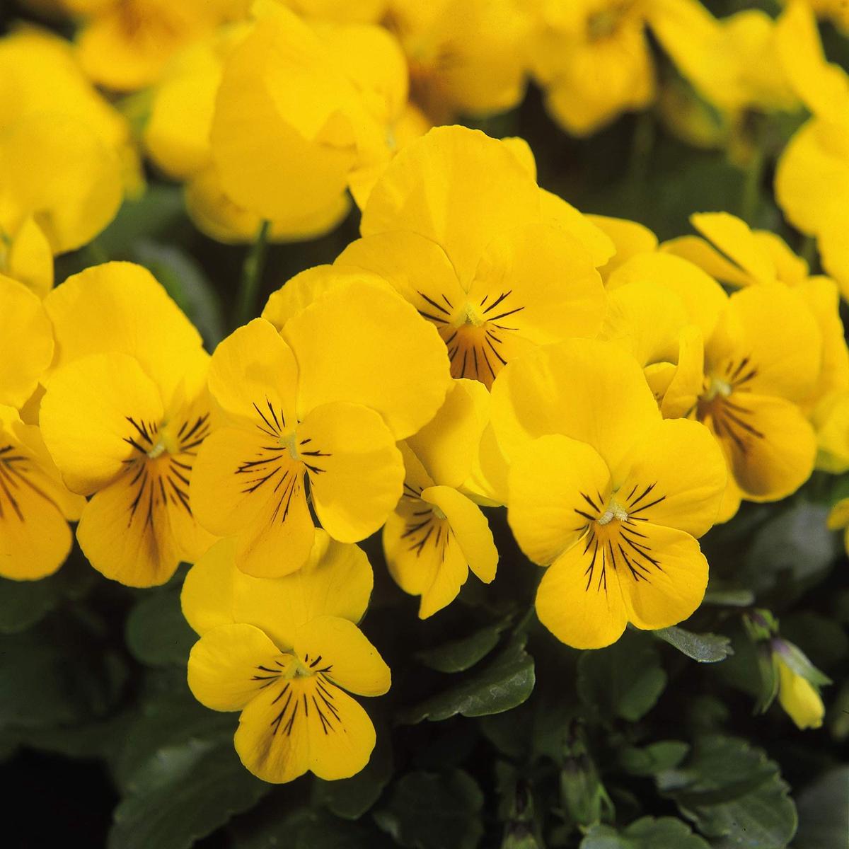 Heirloom Non-GMO Yellow Viola Flower Seeds for Planting  Bright Blooming Flower Seeds