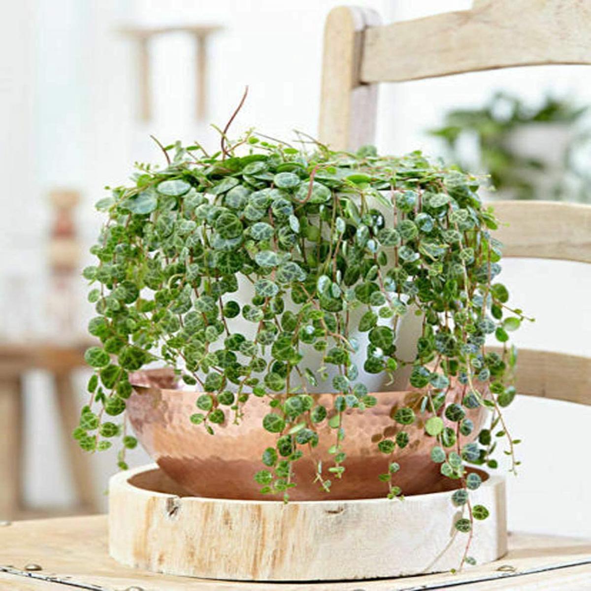 Heirloom Peperomia Prostrata Succulent Seeds  Non-GMO Ornamental Seeds for Planting, High Germination Organic Garden Seeds