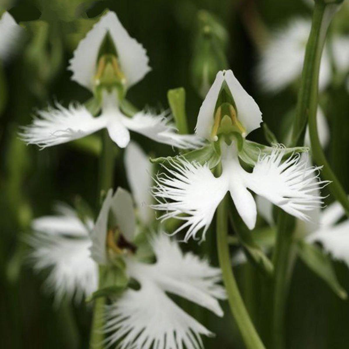 Heron Orchid Flower seeds for Planting Bright Blooms Heirloom & GMO Free Seeds for Home Garden Sale