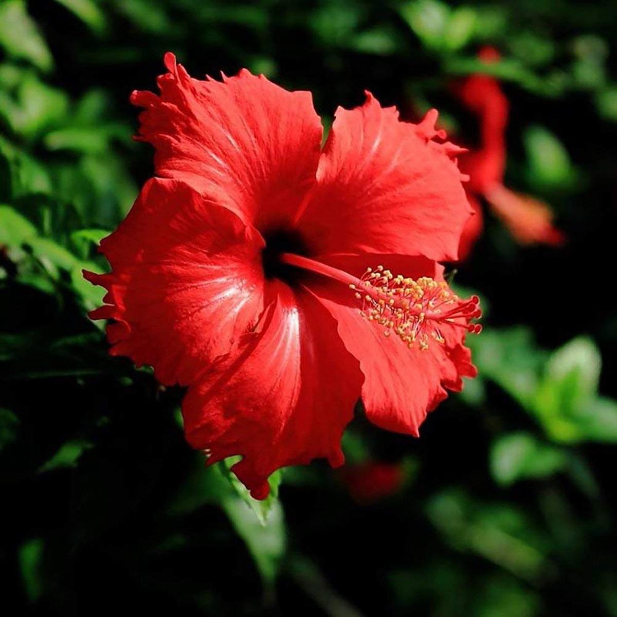 Hibiscus Flower Seeds for Planting  Heirloom Non-GMO, High Germination Organic Garden Seeds